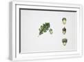 White Frame
