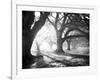 Oak Alley, Light and Shadows-William Guion-Framed Art Print