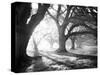 Oak Alley, Light and Shadows-William Guion-Stretched Canvas