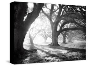 Oak Alley, Light and Shadows-William Guion-Stretched Canvas