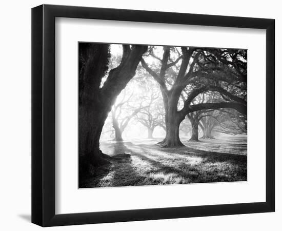 Oak Alley, Light and Shadows-William Guion-Framed Art Print