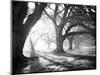 Oak Alley, Light and Shadows-William Guion-Mounted Art Print
