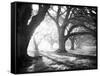 Oak Alley, Light and Shadows-William Guion-Framed Stretched Canvas