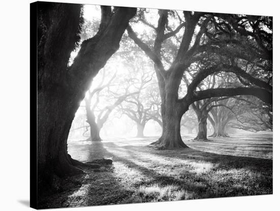 Oak Alley, Light and Shadows-William Guion-Stretched Canvas