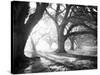 Oak Alley, Light and Shadows-William Guion-Stretched Canvas