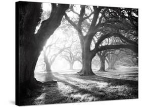 Oak Alley, Light and Shadows-William Guion-Stretched Canvas