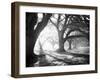 Oak Alley, Light and Shadows-William Guion-Framed Art Print