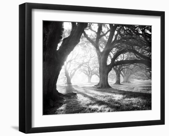 Oak Alley, Light and Shadows-William Guion-Framed Art Print