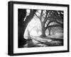 Oak Alley, Light and Shadows-William Guion-Framed Art Print