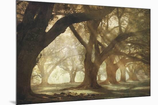 Oak Alley Morning Light-William Guion-Mounted Art Print