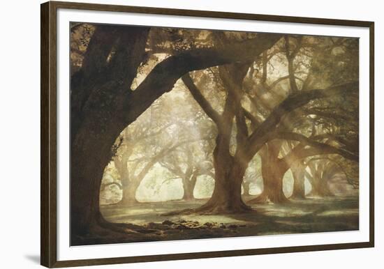 Oak Alley Morning Light-William Guion-Framed Giclee Print