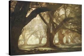 Oak Alley Morning Light-William Guion-Stretched Canvas