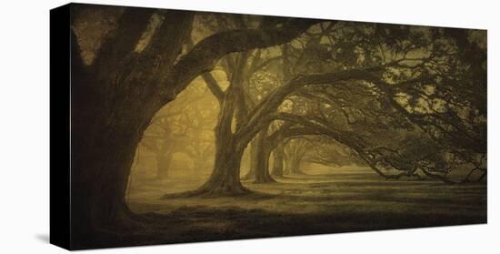 Oak Alley Morning Shadows-William Guion-Stretched Canvas