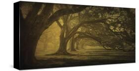 Oak Alley Morning Shadows-William Guion-Stretched Canvas