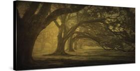 Oak Alley Morning Shadows-William Guion-Stretched Canvas