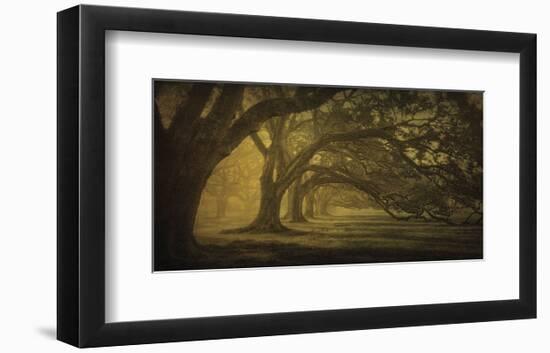 Oak Alley Morning Shadows-William Guion-Framed Art Print