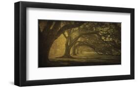 Oak Alley Morning Shadows-William Guion-Framed Art Print