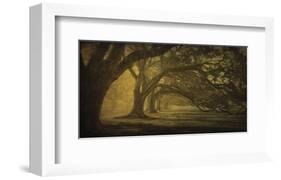 Oak Alley Morning Shadows-William Guion-Framed Art Print