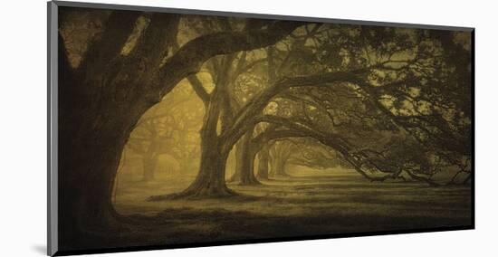 Oak Alley Morning Shadows-William Guion-Mounted Art Print