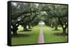 Oak Alley Plantation, Alley of Oaks, Virginia Live Oaks, Louisiana, USA-Jamie & Judy Wild-Framed Stretched Canvas