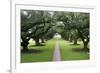 Oak Alley Plantation, Alley of Oaks, Virginia Live Oaks, Louisiana, USA-Jamie & Judy Wild-Framed Photographic Print