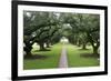 Oak Alley Plantation, Alley of Oaks, Virginia Live Oaks, Louisiana, USA-Jamie & Judy Wild-Framed Photographic Print