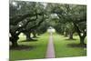 Oak Alley Plantation, Alley of Oaks, Virginia Live Oaks, Louisiana, USA-Jamie & Judy Wild-Mounted Photographic Print