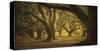 Oak Alley West Row-William Guion-Stretched Canvas