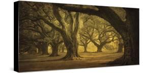 Oak Alley West Row-William Guion-Stretched Canvas