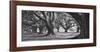 Oak Alley West Row-William Guion-Framed Giclee Print