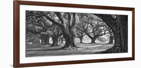 Oak Alley West Row-William Guion-Framed Giclee Print