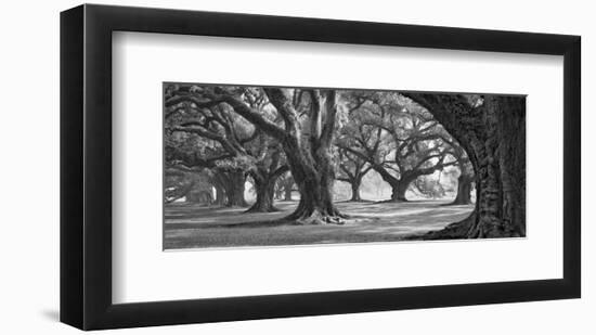 Oak Alley West Row-William Guion-Framed Art Print