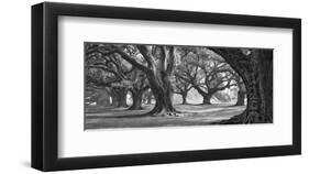 Oak Alley West Row-William Guion-Framed Art Print