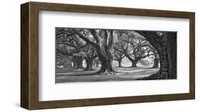 Oak Alley West Row-William Guion-Framed Art Print