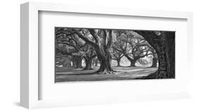 Oak Alley West Row-William Guion-Framed Art Print