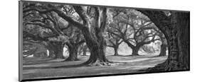 Oak Alley West Row-William Guion-Mounted Art Print