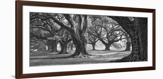 Oak Alley West Row-William Guion-Framed Art Print