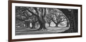 Oak Alley West Row-William Guion-Framed Art Print