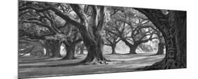 Oak Alley West Row-William Guion-Mounted Art Print