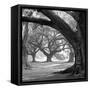 Oak Alley, West Row-William Guion-Framed Stretched Canvas