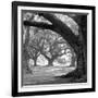 Oak Alley, West Row-William Guion-Framed Art Print