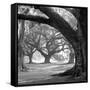 Oak Alley, West Row-William Guion-Framed Stretched Canvas