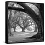 Oak Alley, West Row-William Guion-Framed Stretched Canvas