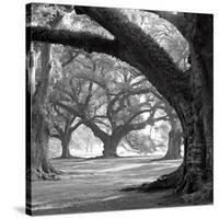 Oak Alley, West Row-William Guion-Stretched Canvas