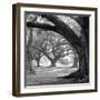 Oak Alley, West Row-William Guion-Framed Art Print