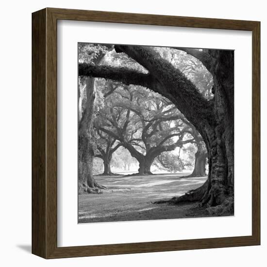 Oak Alley, West Row-William Guion-Framed Art Print