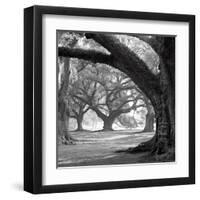 Oak Alley, West Row-William Guion-Framed Art Print