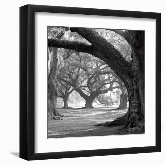 Oak Alley, West Row-William Guion-Framed Art Print