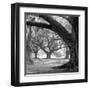 Oak Alley, West Row-William Guion-Framed Art Print