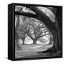 Oak Alley, West Row-William Guion-Framed Stretched Canvas